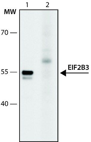 Anti-EIF2B3 (150-160) antibody produced in rabbit