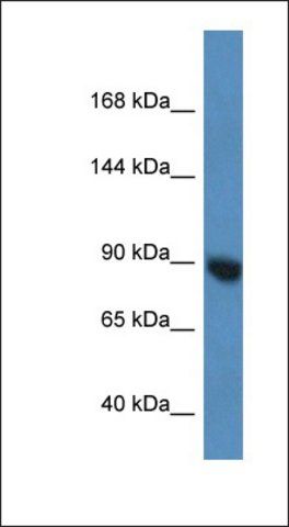 Anti-EIF2C3 antibody produced in rabbit