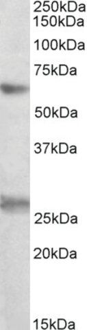 Anti-EIF2B4 antibody produced in goat