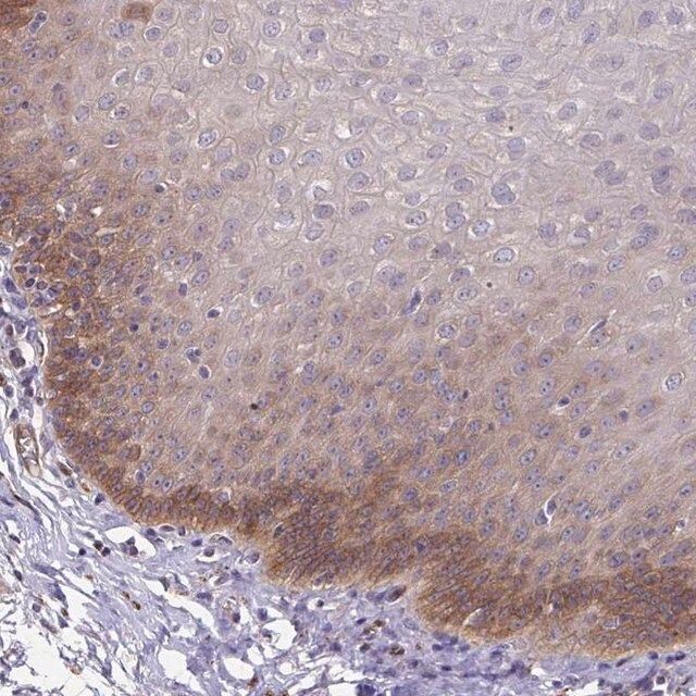 Anti-EIF3D antibody produced in rabbit