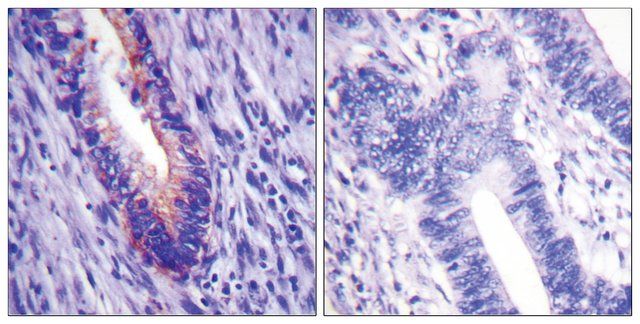 Anti-EIF4G antibody produced in rabbit