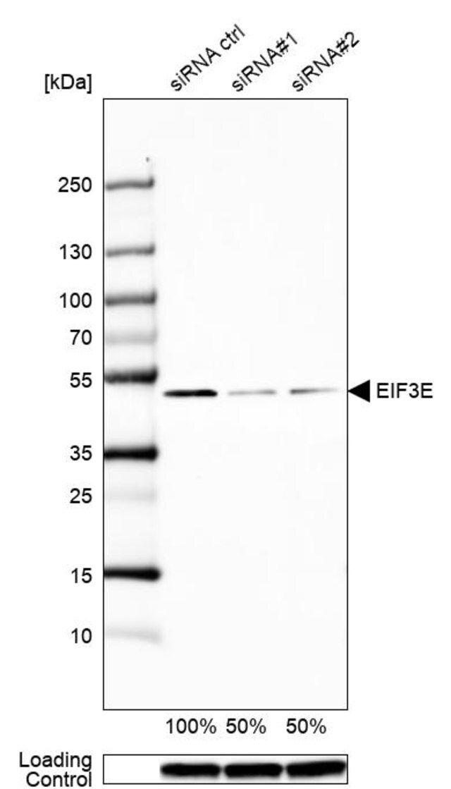 Anti-eIF3e antibody produced in rabbit