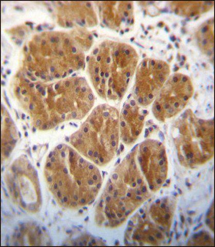 ANTI-EIF2C2 (N-TERM) antibody produced in rabbit