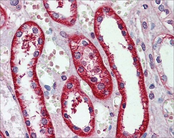 Anti-EIF3E (ab1) antibody produced in rabbit