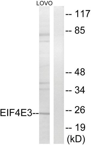 Anti-EIF4E3 antibody produced in rabbit