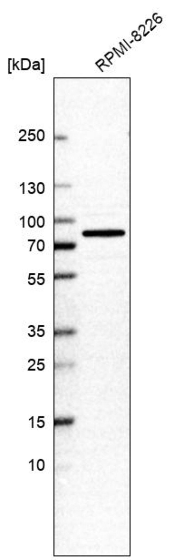 Anti-EIF2D antibody produced in rabbit