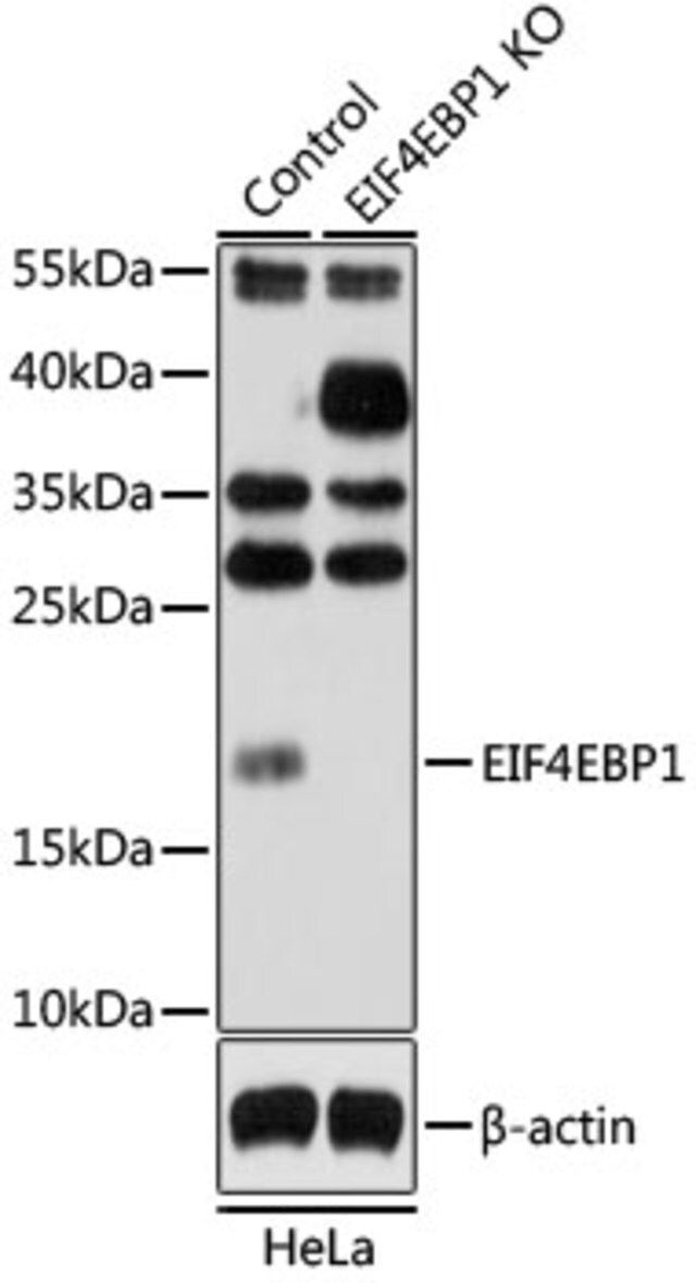 Anti-eIF4EBP1 antibody produced in rabbit