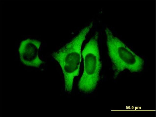 Anti-EIF4G1 antibody produced in mouse