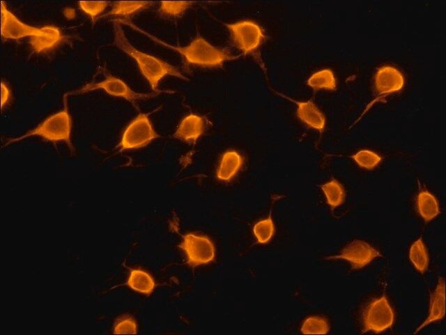 Anti-eIF4E antibody produced in rabbit