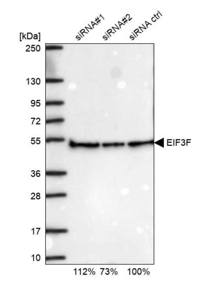 Anti-EIF3F antibody produced in rabbit