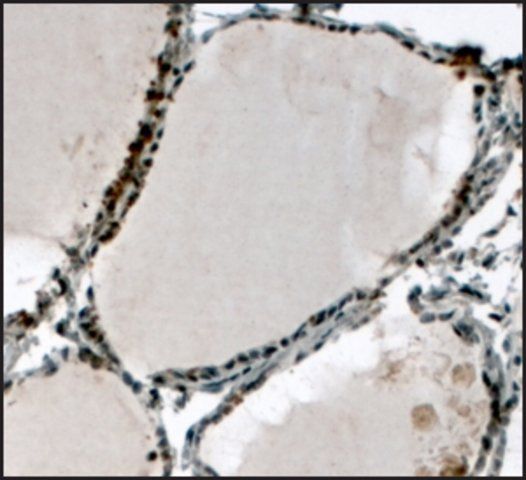 Anti-ELF5 (C-terminal) antibody produced in goat