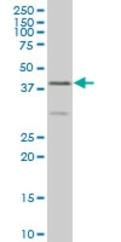 ANTI-ELF3 antibody produced in mouse