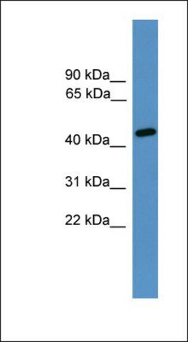 Anti-ELK3 antibody produced in rabbit