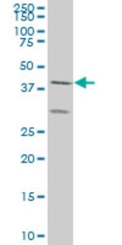 ANTI-ELF3 antibody produced in mouse