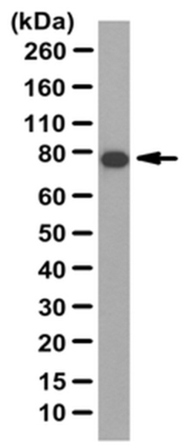 Anti-ELMO1 Antibody