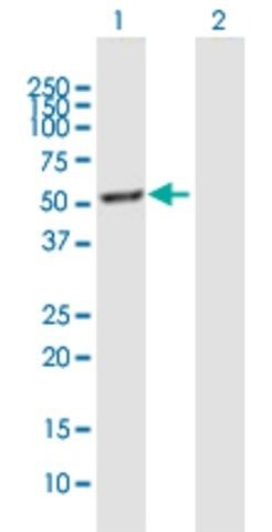 Anti-ELN antibody produced in mouse