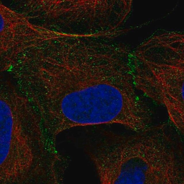 Anti-ELOC antibody produced in rabbit