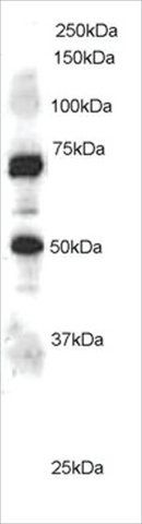 Anti-ELMO1 antibody produced in goat