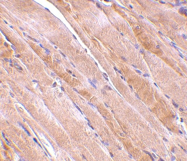 Anti-Emerin antibody produced in rabbit