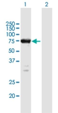 Anti-ELMO1 antibody produced in mouse