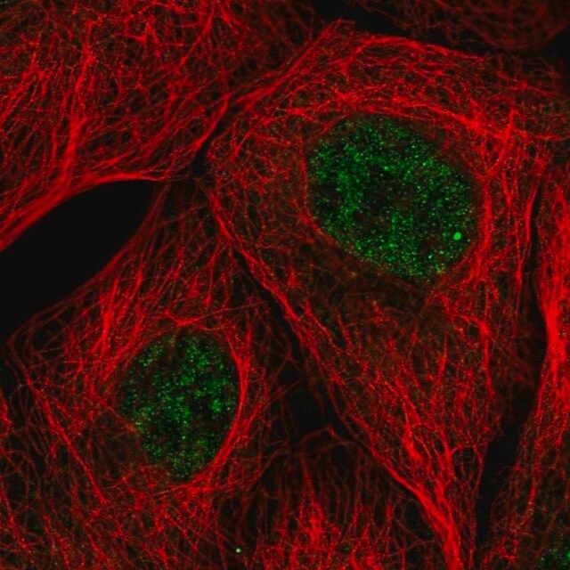 Anti-EMC7 antibody produced in rabbit