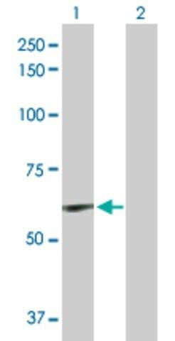 Anti-ELN antibody produced in rabbit