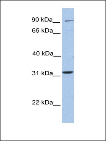 ANTI-ELFN2 antibody produced in rabbit