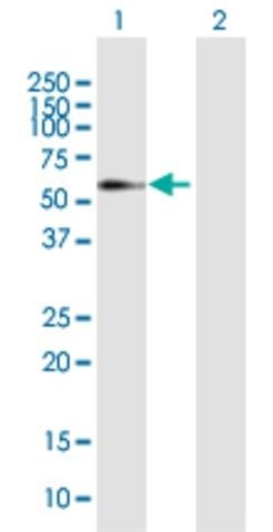 Anti-ELL3 antibody produced in mouse