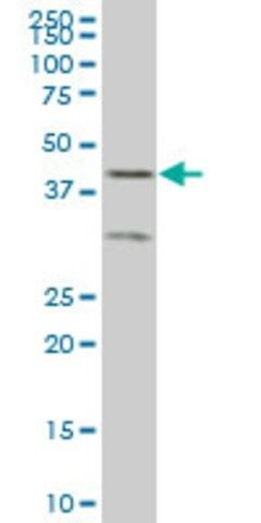 ANTI-ELF3 antibody produced in mouse