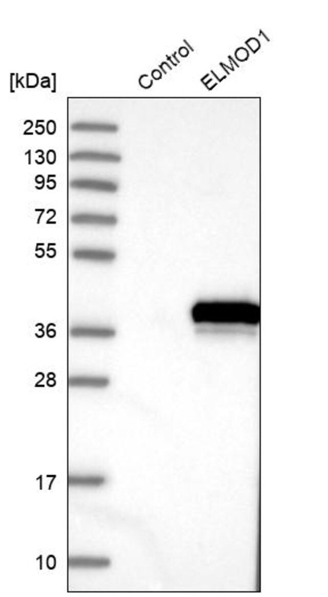 Anti-ELMOD1 antibody produced in rabbit