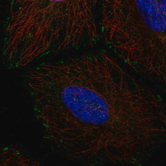 Anti-EMC4 antibody produced in rabbit