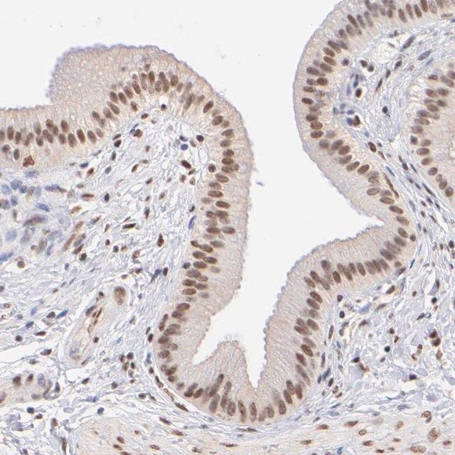 Anti-ELMSAN1 antibody produced in rabbit