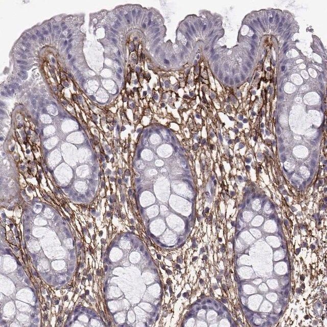 Anti-EMILIN2 antibody produced in rabbit