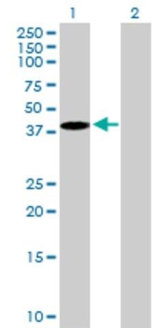 Anti-EMILIN1 antibody produced in mouse