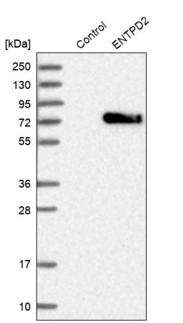 Anti-ENTPD2 antibody produced in rabbit