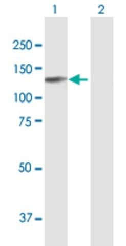 Anti-EPB41L3 antibody produced in mouse