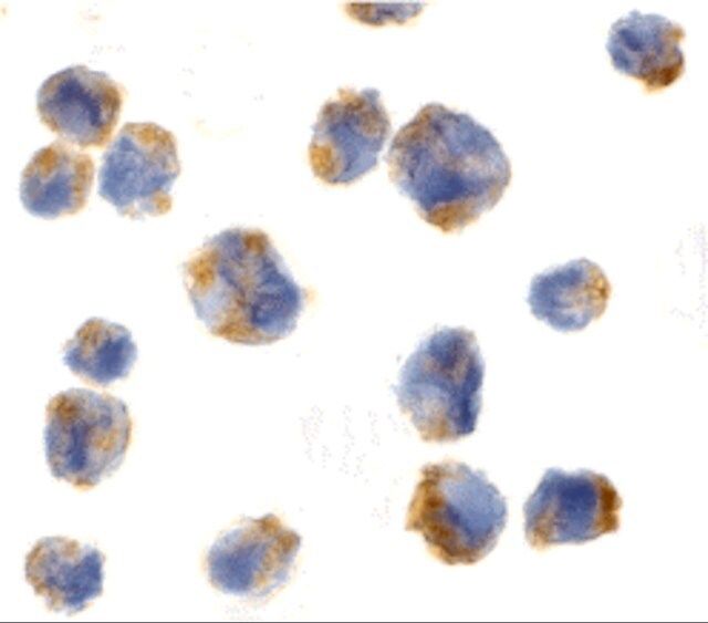 Anti-Eotaxin antibody produced in rabbit