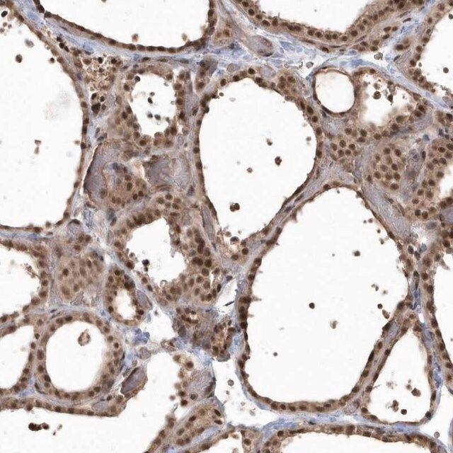 Anti-EPB41L4A antibody produced in rabbit