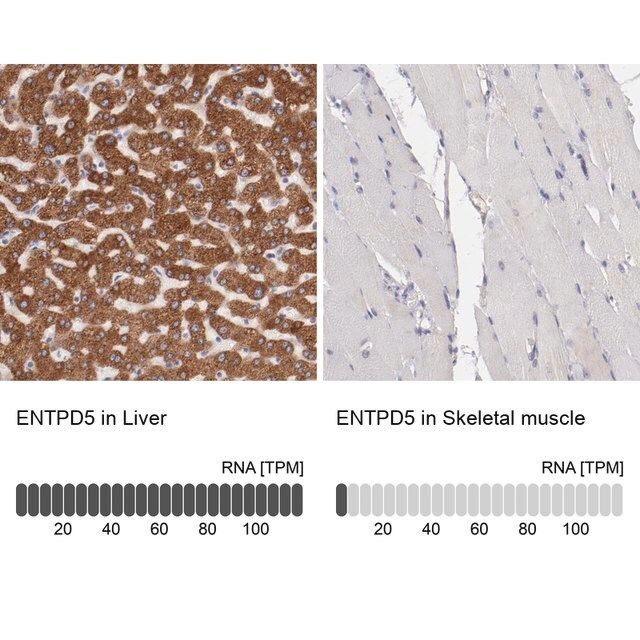 Anti-ENTPD5 antibody produced in rabbit