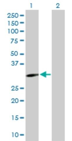 Anti-EPHA10 antibody produced in rabbit