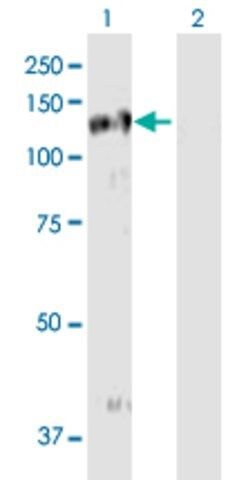 ANTI-EPHB3 antibody produced in mouse