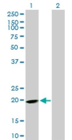 Anti-EPB41L4A antibody produced in mouse