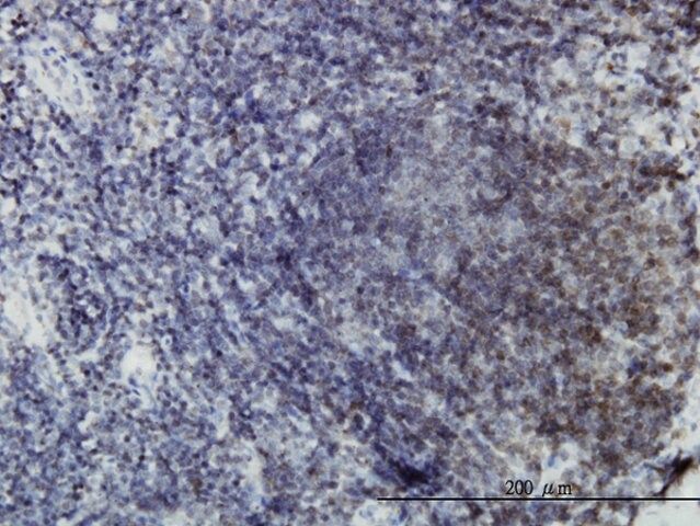 ANTI-EPHB3 antibody produced in mouse