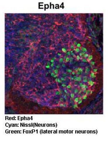 Anti-EPHA4 antibody produced in rabbit