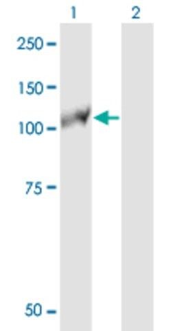 ANTI-EPHB3 antibody produced in mouse