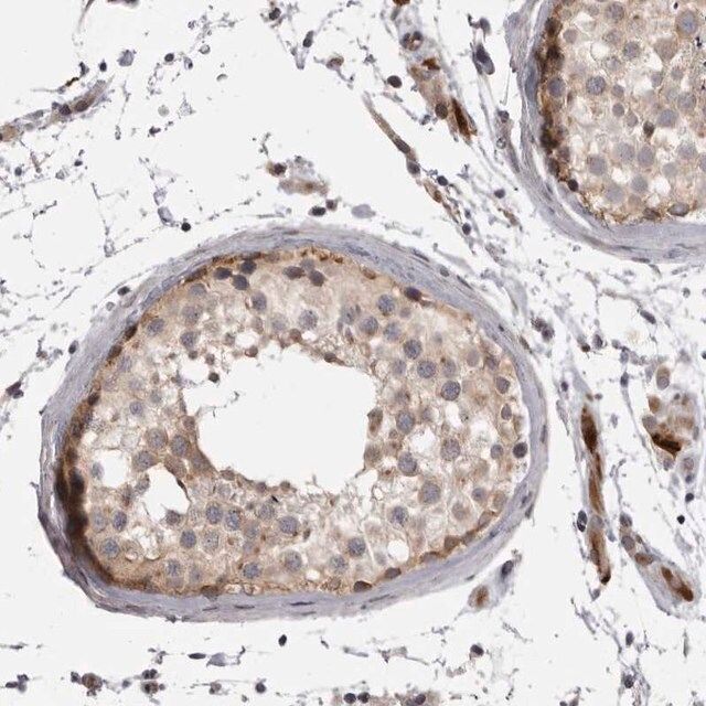 Anti-EPHA10 antibody produced in rabbit