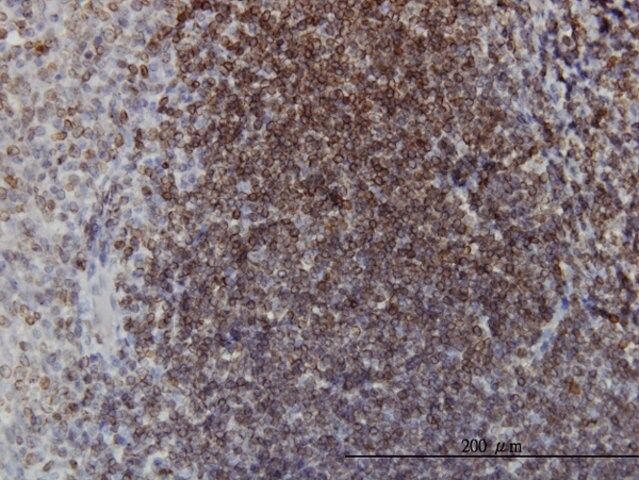 ANTI-EPHB3 antibody produced in mouse