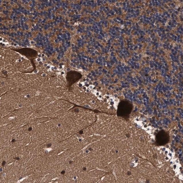 Anti-EFCAB13 antibody produced in rabbit