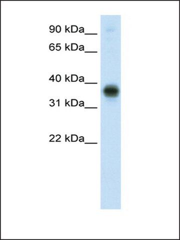 Anti-E2F3 antibody produced in rabbit