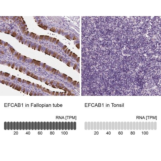 Anti-EFCAB1 antibody produced in rabbit